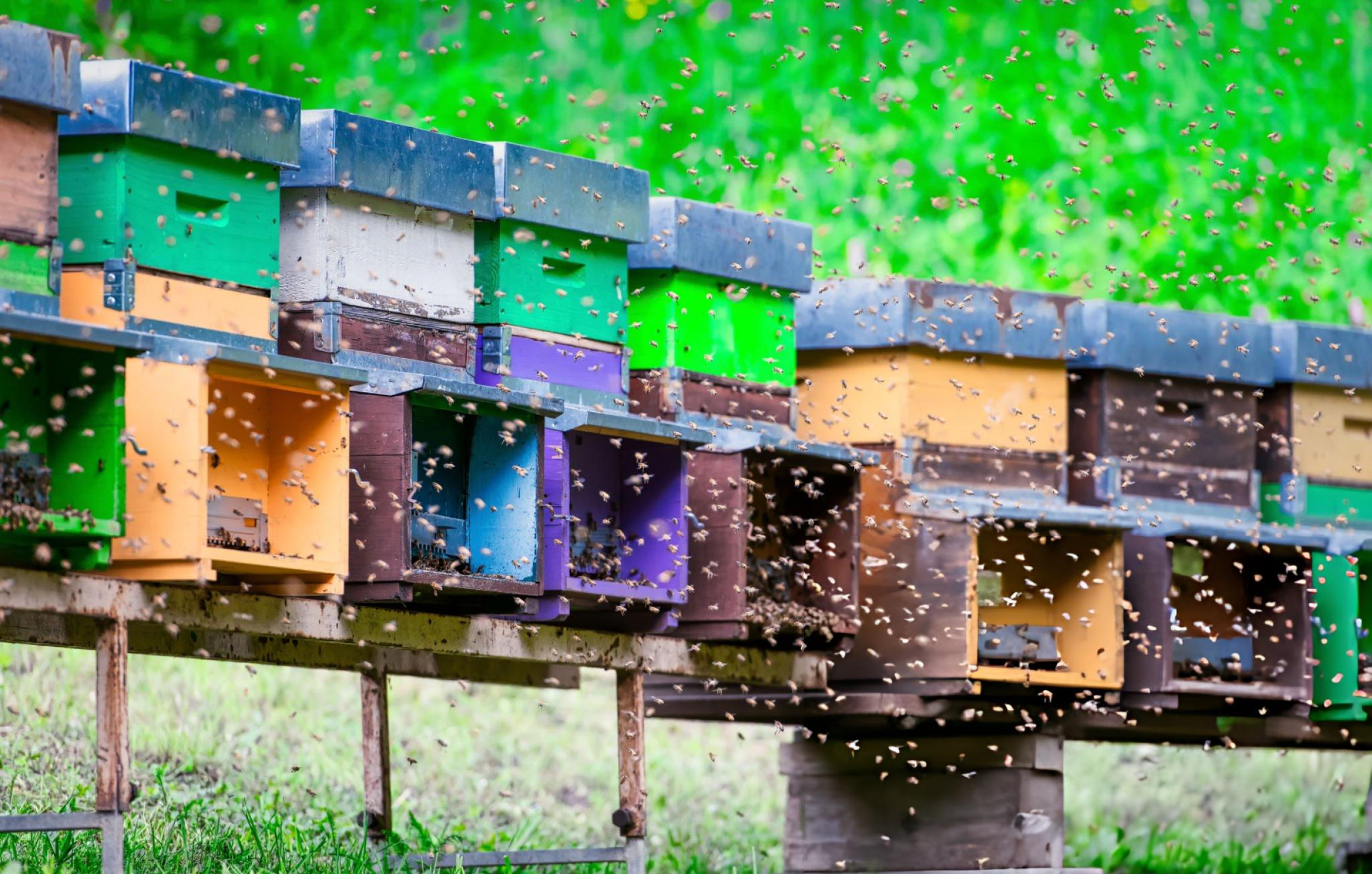 Bee Box