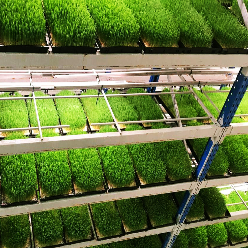 Fodder Production Unit