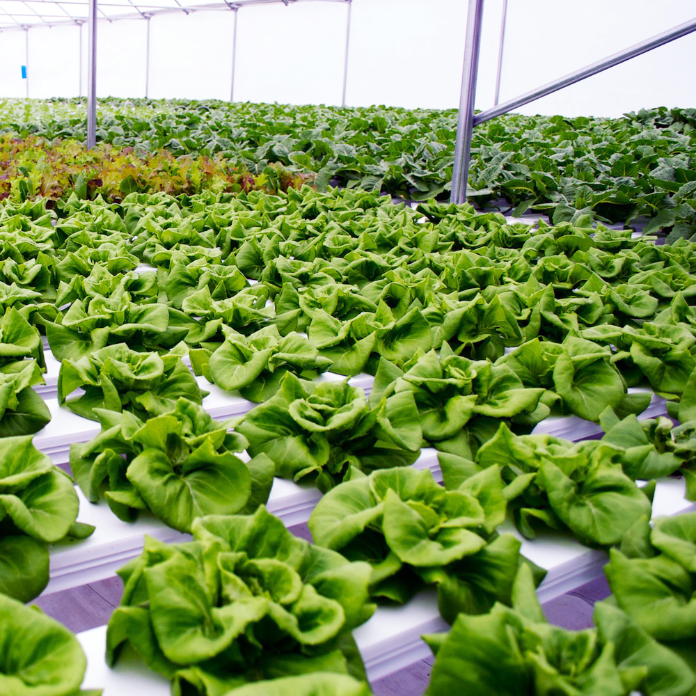 Hydroponic Vegetable System