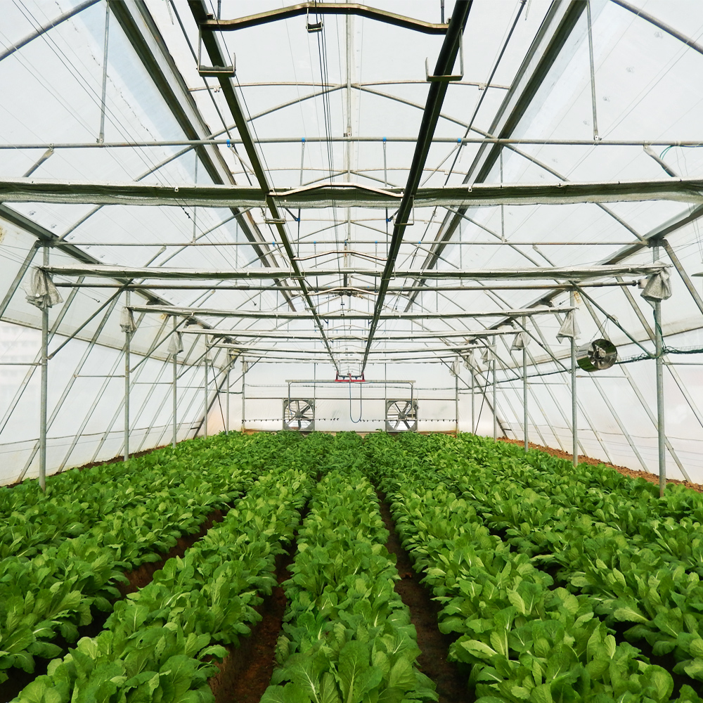 Hi Tech Greenhouse