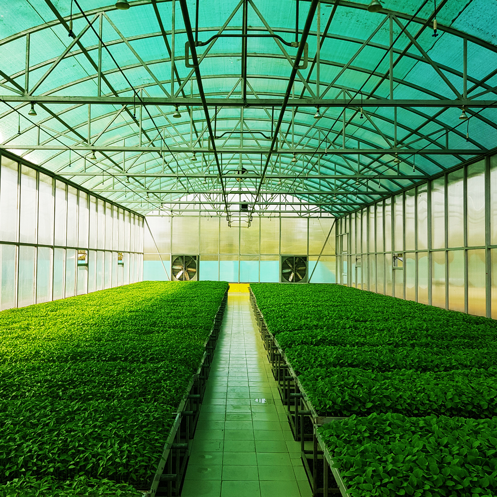 Hi Tech Seedling Nursery