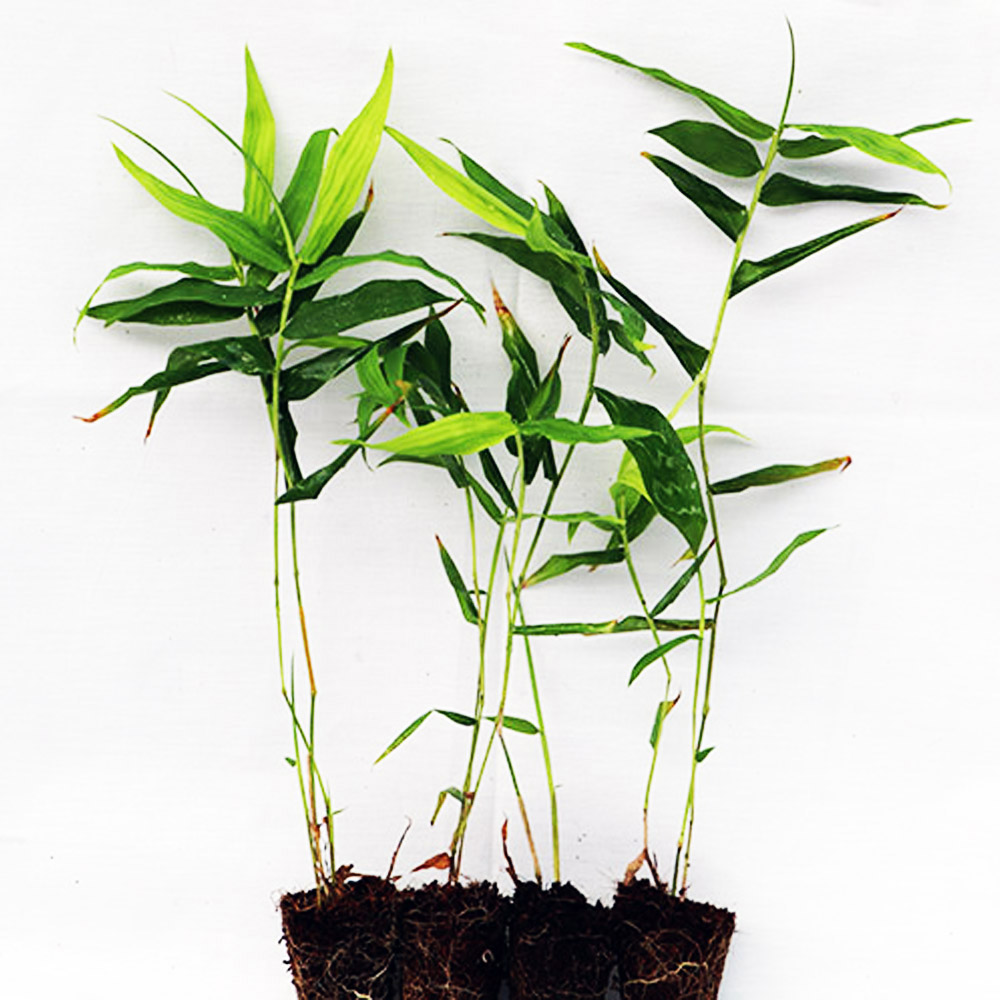 Tissue Culture Bamboo Plant