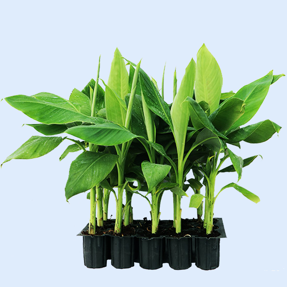Tissue Culture Banana Plant