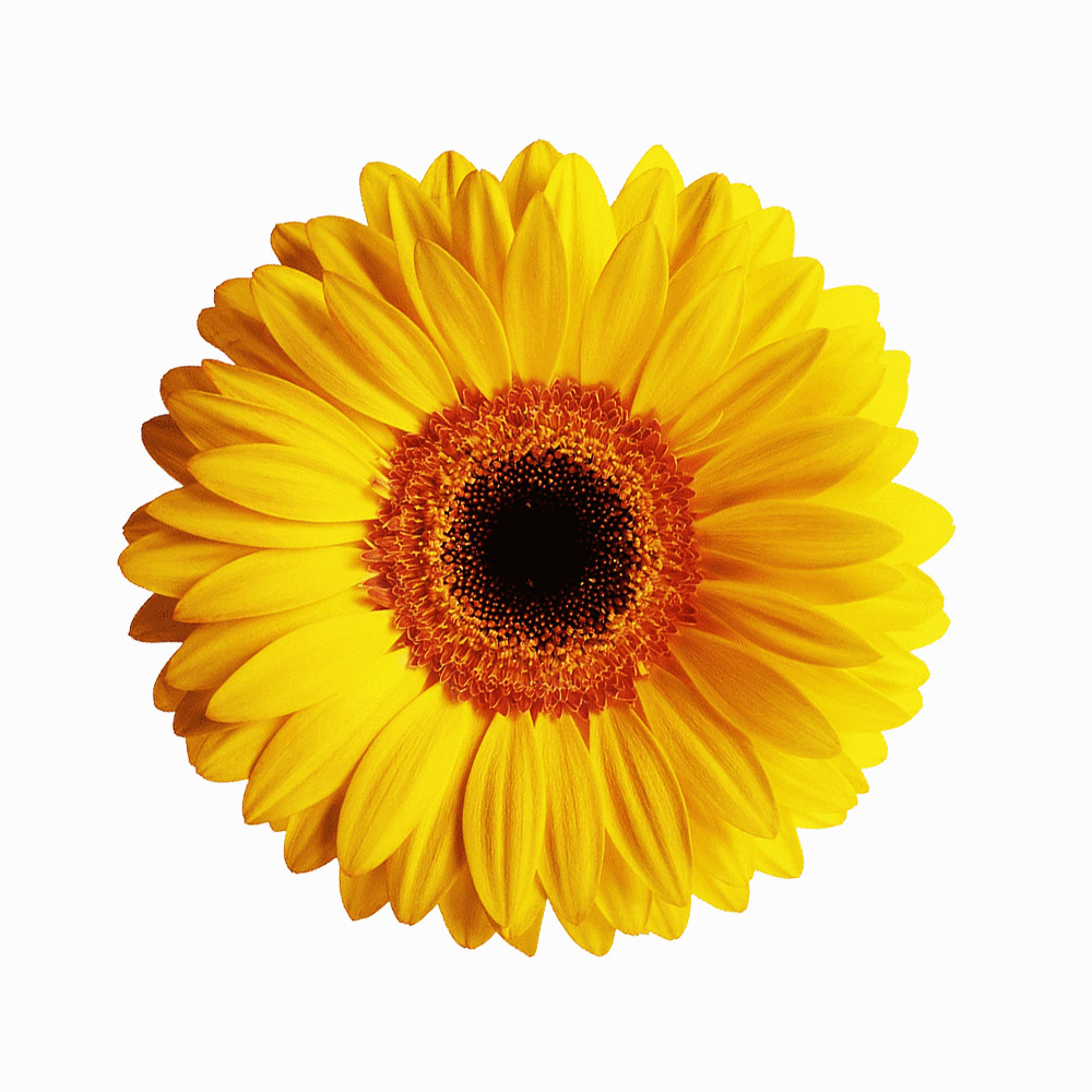 Tissue Culture Gerbera Plant