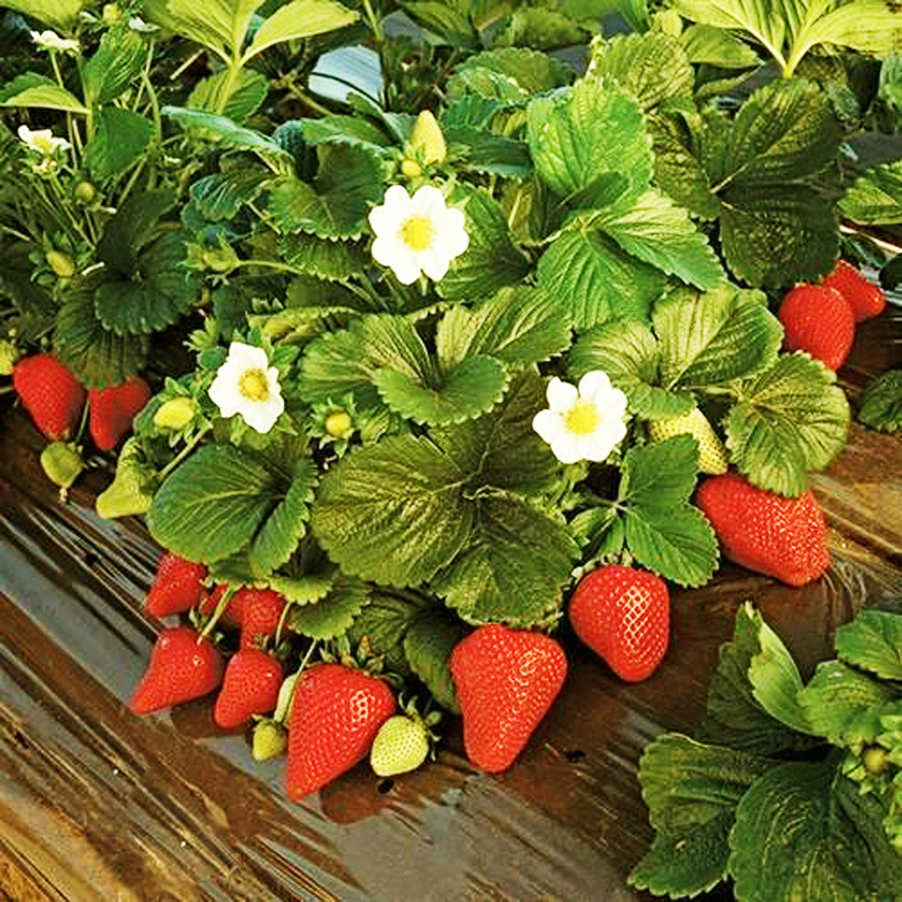 Tissue Culture Strawberry Plant