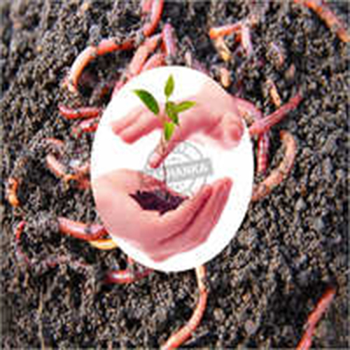 Vermi Compost