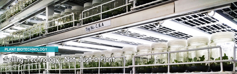 Tissue Culture Forest and Timber Plants Banner